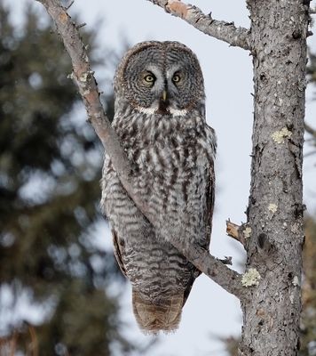 Great Gray Owl 