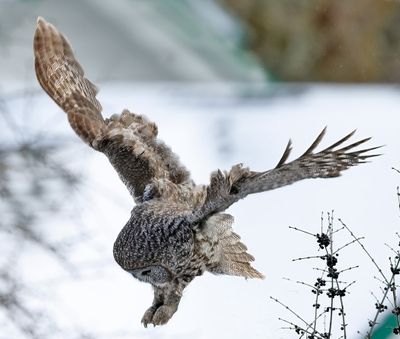 Great Gray Owl