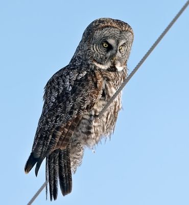Great Gray Owl