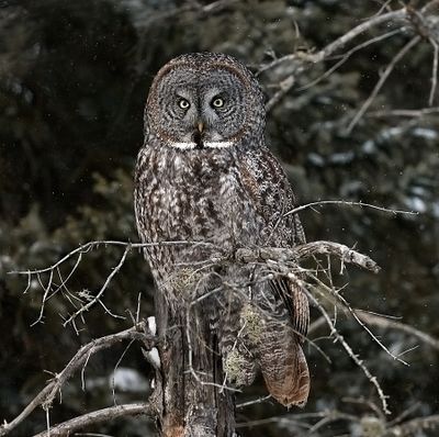 Great Gray Owl