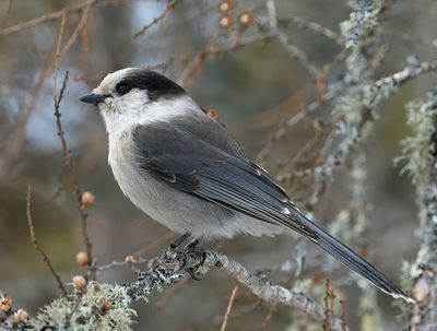 Gray Jay