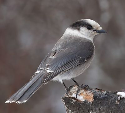 Gray Jay