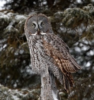 Great Gray Owl