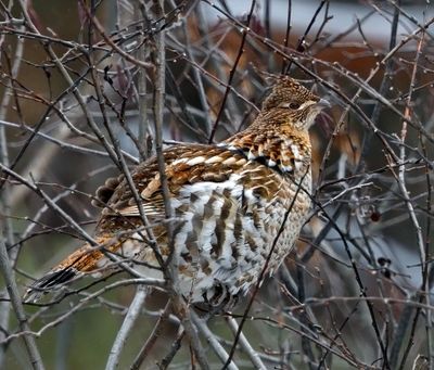 Ruffed Grouse