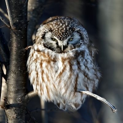 Boreal Owl