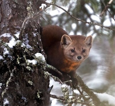 Pine Marten