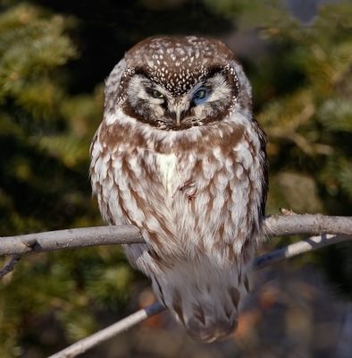 Boreal Owl