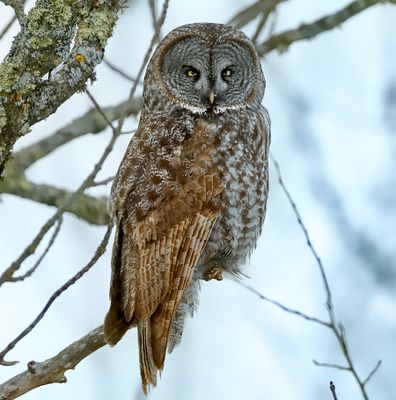 Great Gray Owl