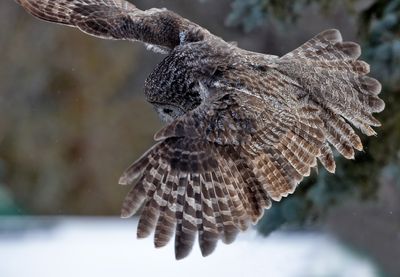 Great Gray Owl