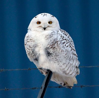 Snowy Owl