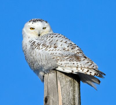 Snowy Owl