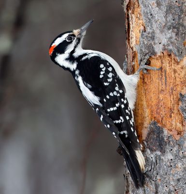 Hairy Woodpecker