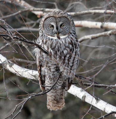 Great Gray Owl