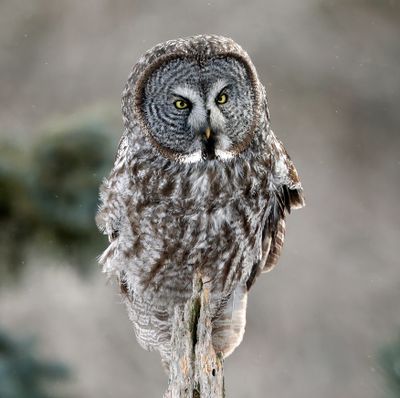 Great Gray Owl