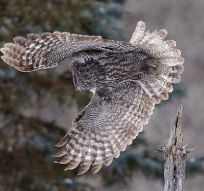Great Gray Owl