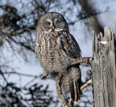 Great Gray Owl