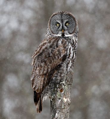 Great Gray Owl
