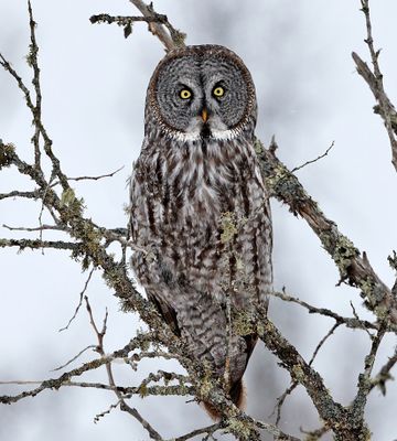 Great Gray Owl
