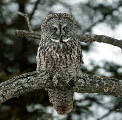 Great Gray Owl