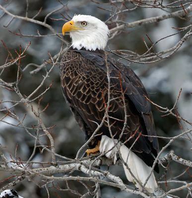 Bald Eagle