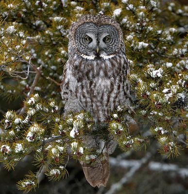 Great Gray Owl