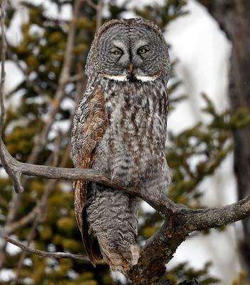 Great Gray Owl