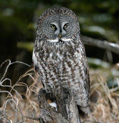 Great Gray Owl