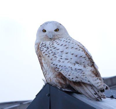 Snowy Owl