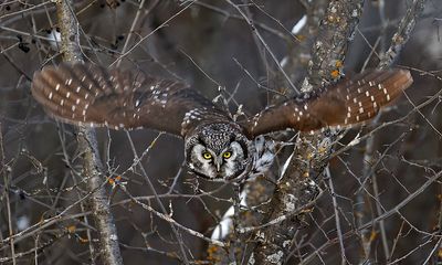 Boreal Owl