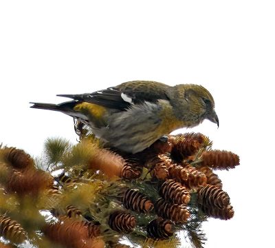 White-winged Crossbill