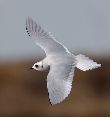 Ross's Gull 