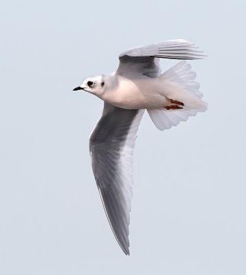 Ross's Gull