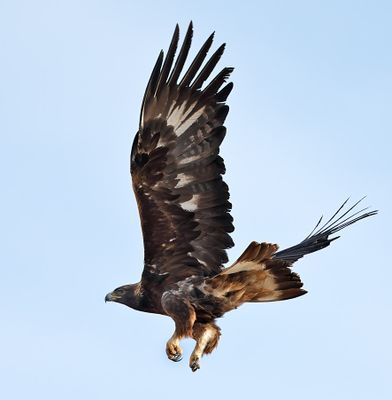 Golden Eagle 