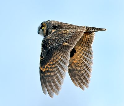 Long-eared Owl
