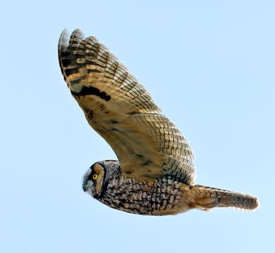Long-eared Owl