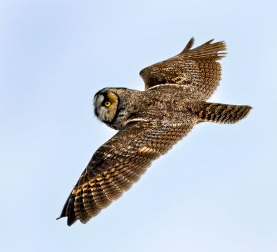 Long-eared Owl
