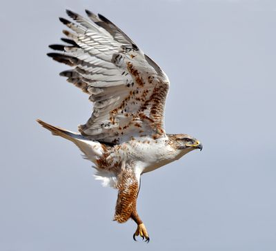 Ferruginous Hawk