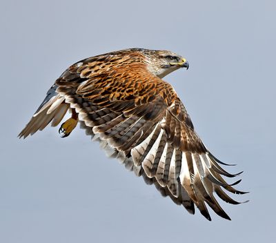 Ferruginous Hawk 