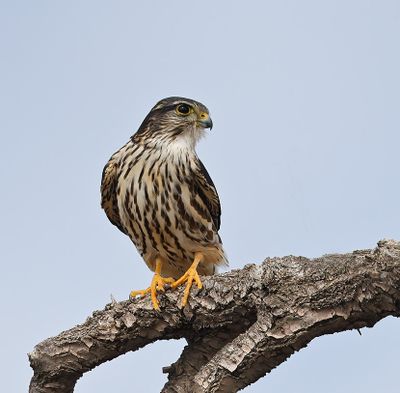 Merlin