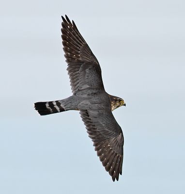 Merlin