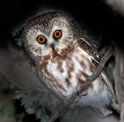 Northern Saw-whet Owl
