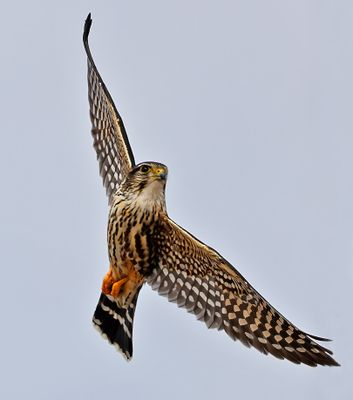 Merlin