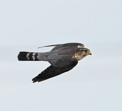 Merlin