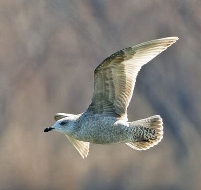 Thayer's Gull 