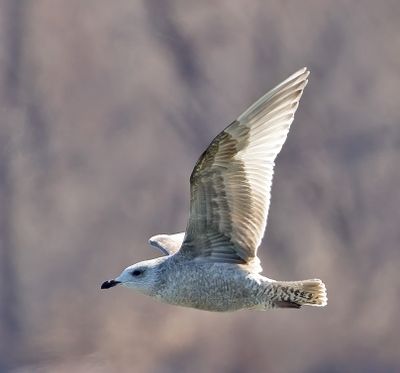Thayer's Gull