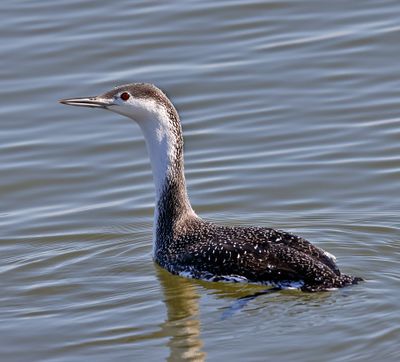 Red-throated Loon