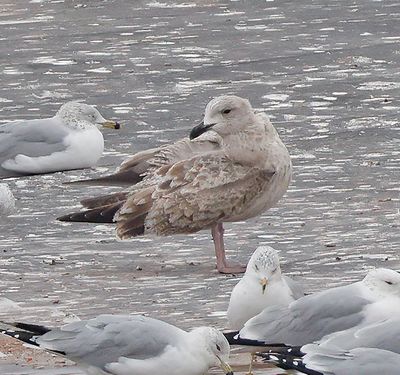 Slaty-backed Gull
