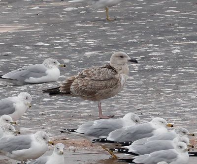 Slaty-backed Gull