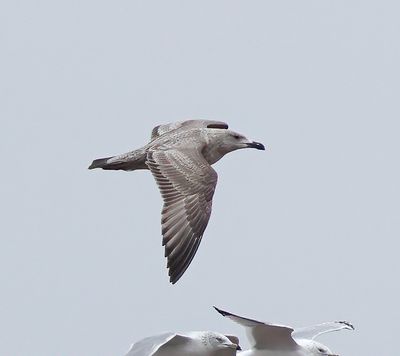 Slaty-backed Gull