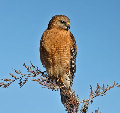 Red-shouldered Hawk